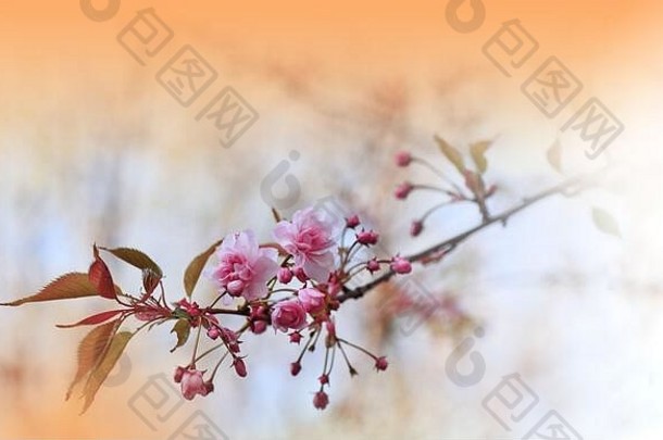 美丽的自然背景花艺术设计摘要宏摄影春天花有创意的艺术壁纸庆祝活动爱樱桃开花