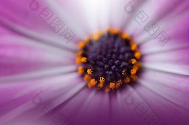 美丽的自然背景花艺术设计摘要宏摄影黛西花柔和的花紫罗兰色的背景有创意的艺术壁纸