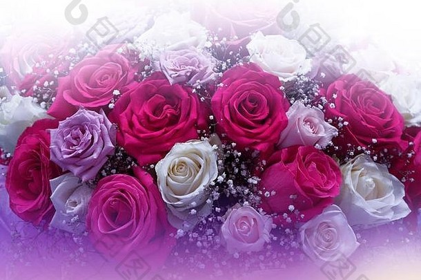 红色的玫瑰花束孤立的白色背景美丽的自然花艺术设计摘要宏摄影玫瑰花有创意的<strong>艺术壁纸</strong>