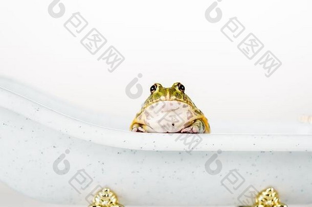 可爱的绿色青蛙小奢侈品浴缸孤立的白色