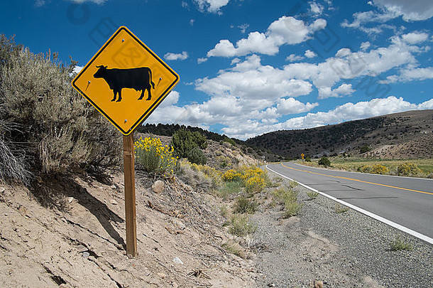 牛警告标志高速公路伯帝镇始建国家公园加州美国