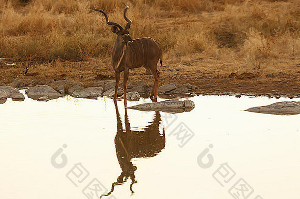 不管怎样,喝水潭埃托沙国家公园纳米比亚