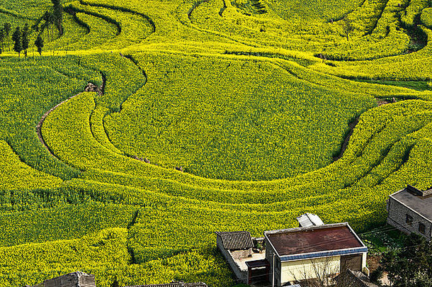 视图农舍黄色的场梯田盛开的石油种子油菜花植物罗平云南中国