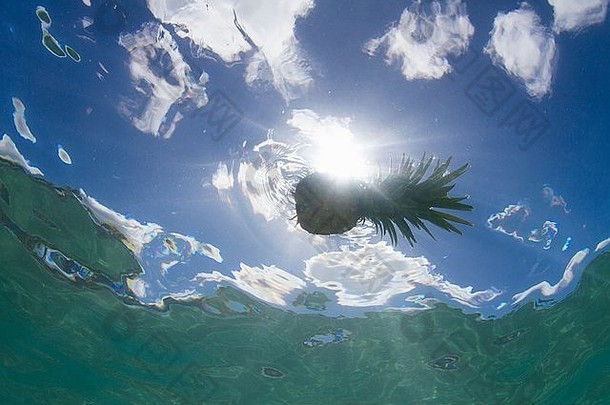 水下视图的轮廓菠萝浮动海