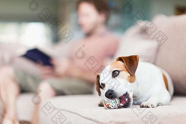 狗咀嚼玩具沙发
