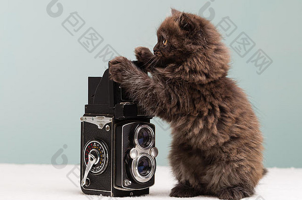 波斯小猫调查相机