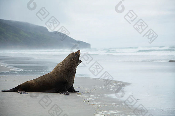 孤独的“海狮海滩新西兰