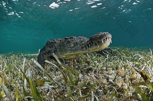 美国鳄鱼Crocodylusacutus清晰的水域加勒比chinchorro银行生物圈储备金塔纳小豆墨西哥