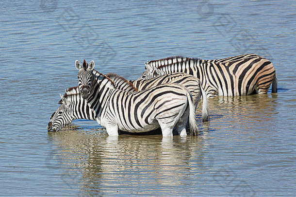 斑马喝水潭埃托沙国家公园纳米比亚