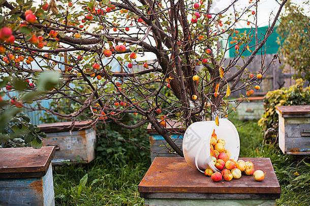 苹果前蜂巢果园萨西村斯维尔德洛夫斯克地区俄罗斯