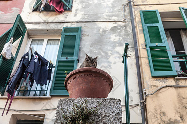 猫花能港口金星五渔村利古里亚意大利