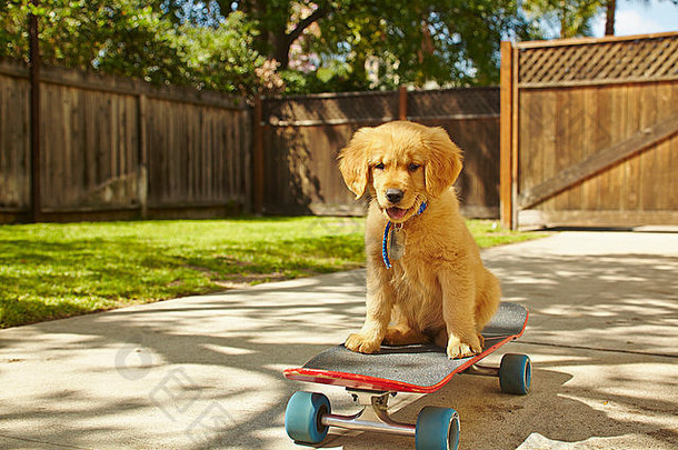 拉布拉多小狗坐着滑板
