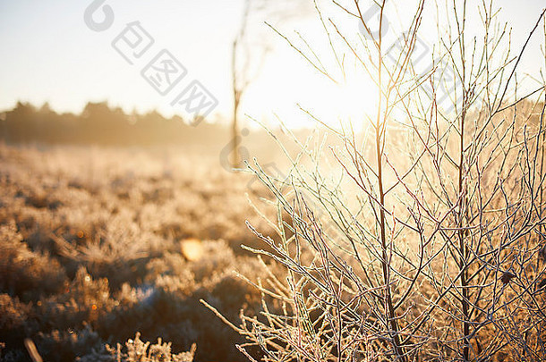 阳光照射的农村冬天场景