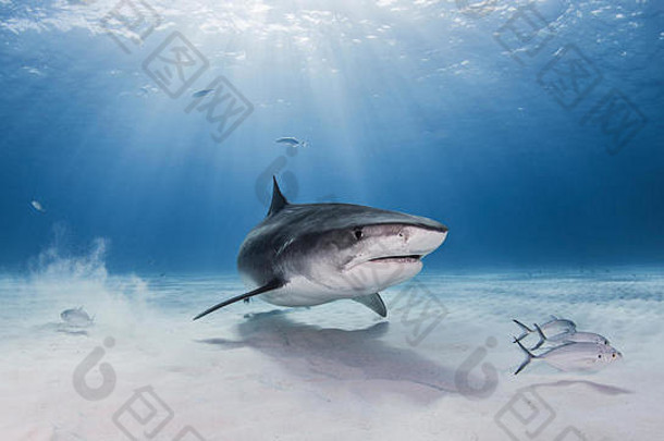 水下视图老虎鲨鱼拿骚巴哈马群岛