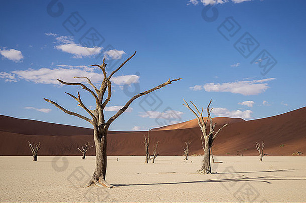 粘土锅死树沙子沙丘德德夫莱索苏斯夫莱国家公园纳米比亚