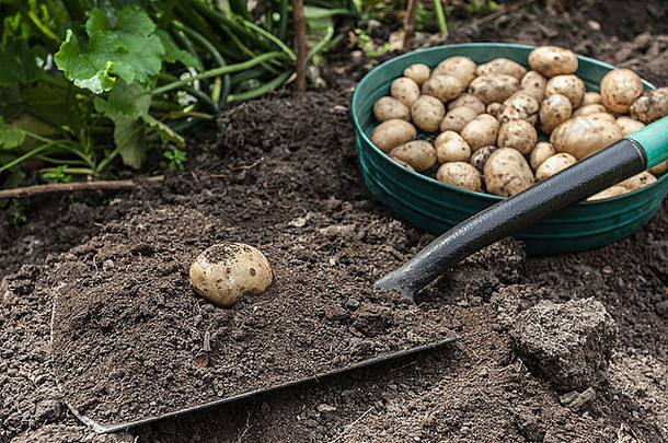 土豆收获花园