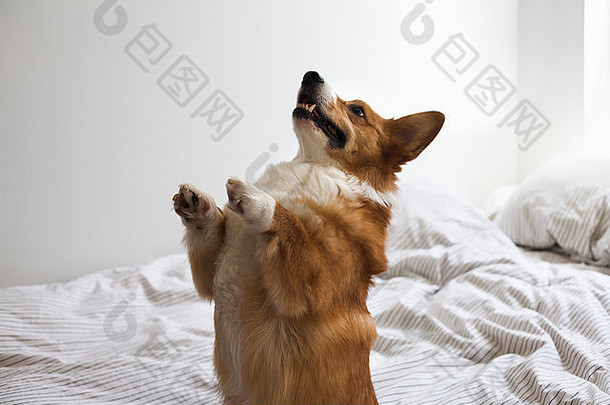 肖像可爱的威尔士矮脚狗狗平衡后腿床上