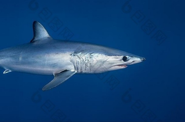 水下视图短鳍尖吻鲭鲨鲨鱼Isurus奥克西林丘斯游泳蓝色的海西海岸新西兰