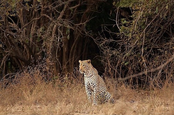 肖像豹豹属帕杜斯哪里池国家公园津巴布韦