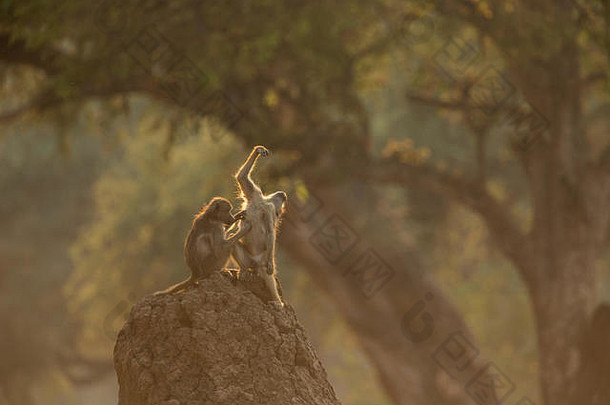 狒狒papio狒狒熊座坐着岩石梳理chirundu津巴布韦非洲