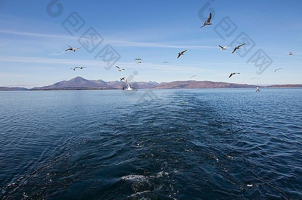 海鸥岛斯凯岛苏格兰