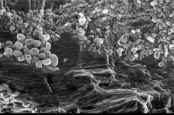 投铁骨折表面乏力条纹铁氧化腐蚀成像扫描电子显微镜