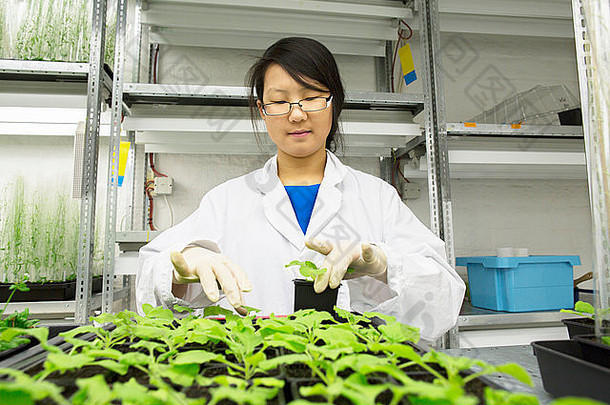 女科学家选择植物样本温室实验室
