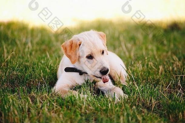 小狗白色苍白的拉布拉多寻回犬绿色草公园黑色的领