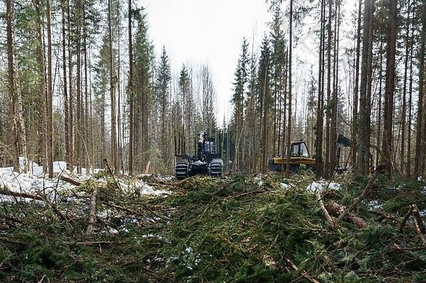 森林进行工作木收获