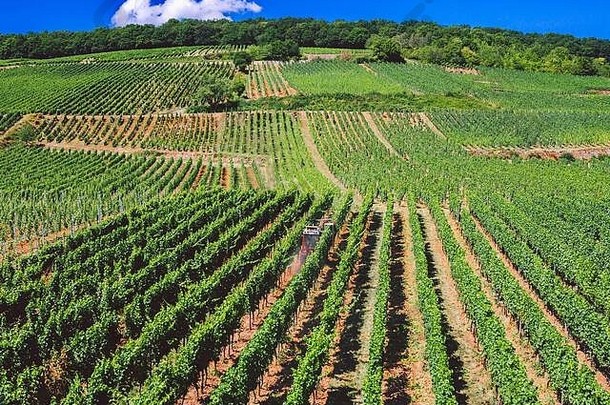 主题农业酿酒欧洲红色的拖拉机流程葡萄场阳光明媚的一天山腰有机