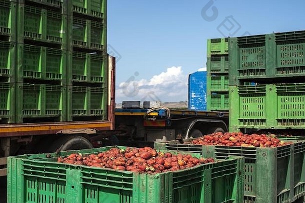 西红柿罐头农业土地板条箱