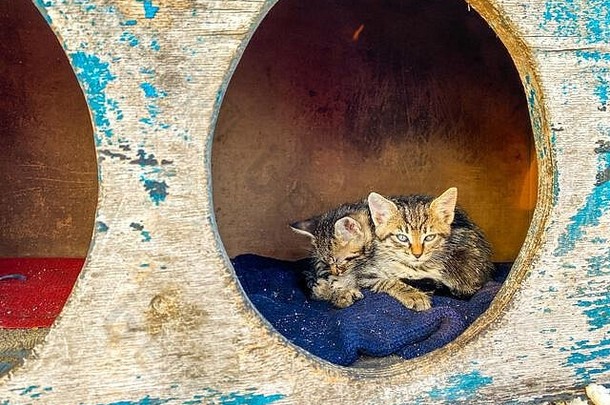 街房子无家可归的人猫伊斯坦布尔火鸡猫小屋站街无家可归的人猫概念有爱心的街