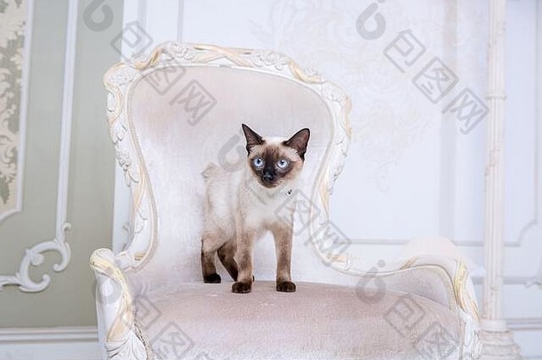 主题装饰珠宝动物美丽的猫女人摆姿势古董椅子巴洛克式的室内梅科贡bobt