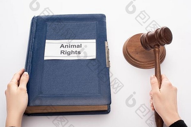 部分视图法官持有槌子蓝色的书动物权利登记黑色的背景