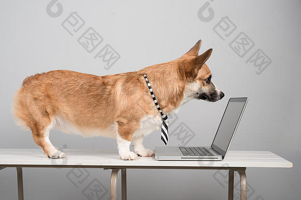 有趣的彭布罗克威尔士矮脚狗冲浪网站移动PC