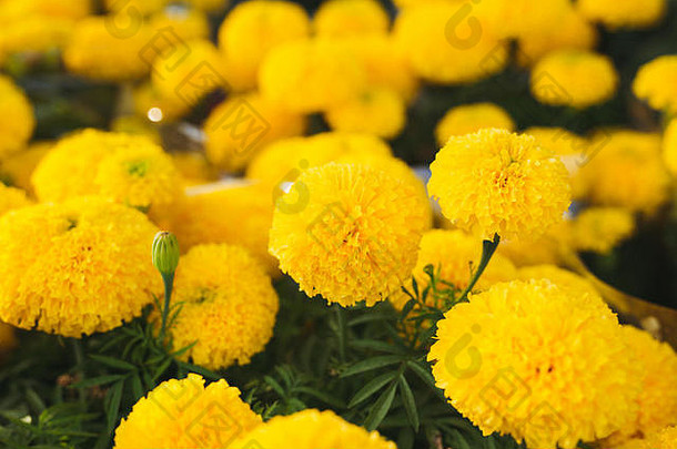 橙色金盏花越南花市场泰特假期月球一年