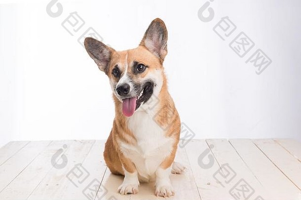 狗品种威尔士威尔士矮脚狗彭布罗克肖像白色背景