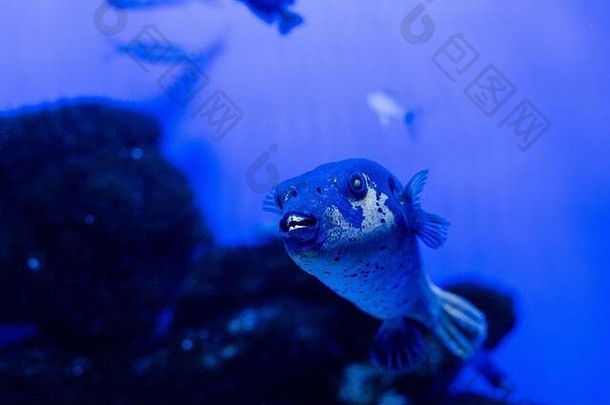 异国情调的鱼游泳水水族馆蓝色的霓虹灯照明
