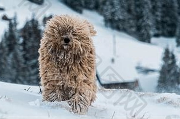 可爱的毛茸茸的狗雪山松树全景拍摄