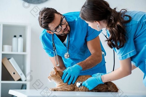 年轻的兽医会说话的检查红色的猫表格