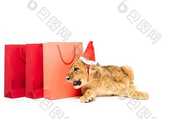 可爱的狮子幼崽圣诞老人他红色的购物袋孤立的白色