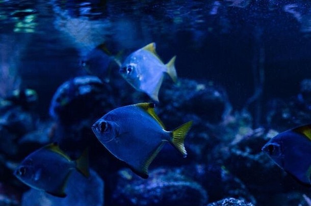 鱼游泳水黑暗水族馆蓝色的照明
