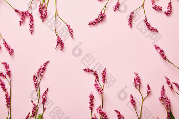 前视图温柔的野花粉红色的背景复制空间