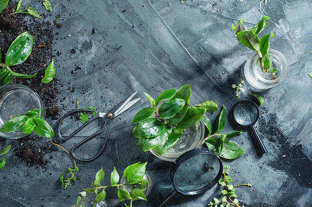 绿色植物玻璃罐子混凝土背景园艺剪刀土壤春天种植概念复制空间植物