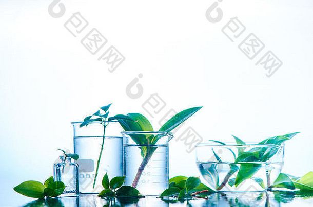 绿色植物玻璃罐子头清晰新鲜概念叶子水光背景复制空间