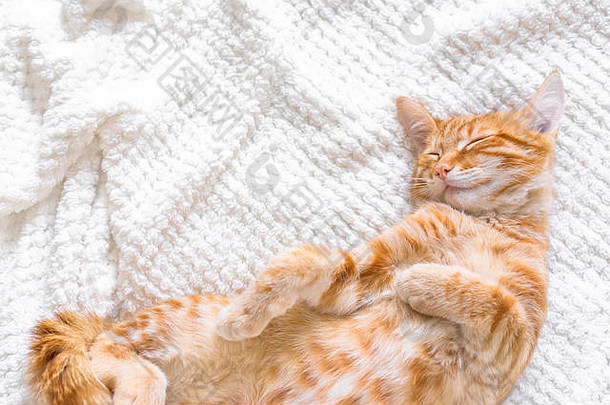 姜猫睡觉软白色毯子舒适的首页放松概念可爱的红色的姜猫