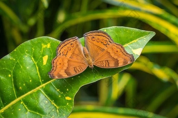 美妙的蝴蝶菲律宾