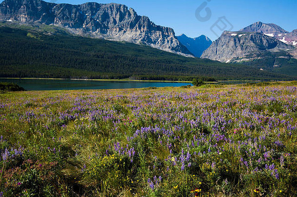 高山花冰川国家公园蒙大拿美国野生花花