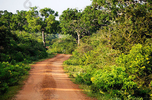 美丽的景观邦达拉国家公园斯里兰卡斯里兰卡