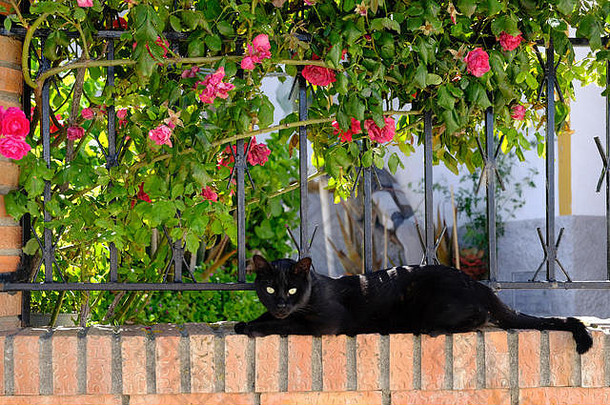 黑色的猫花科马雷斯axarquia马拉加安达卢西亚科斯塔的溶胶西班牙